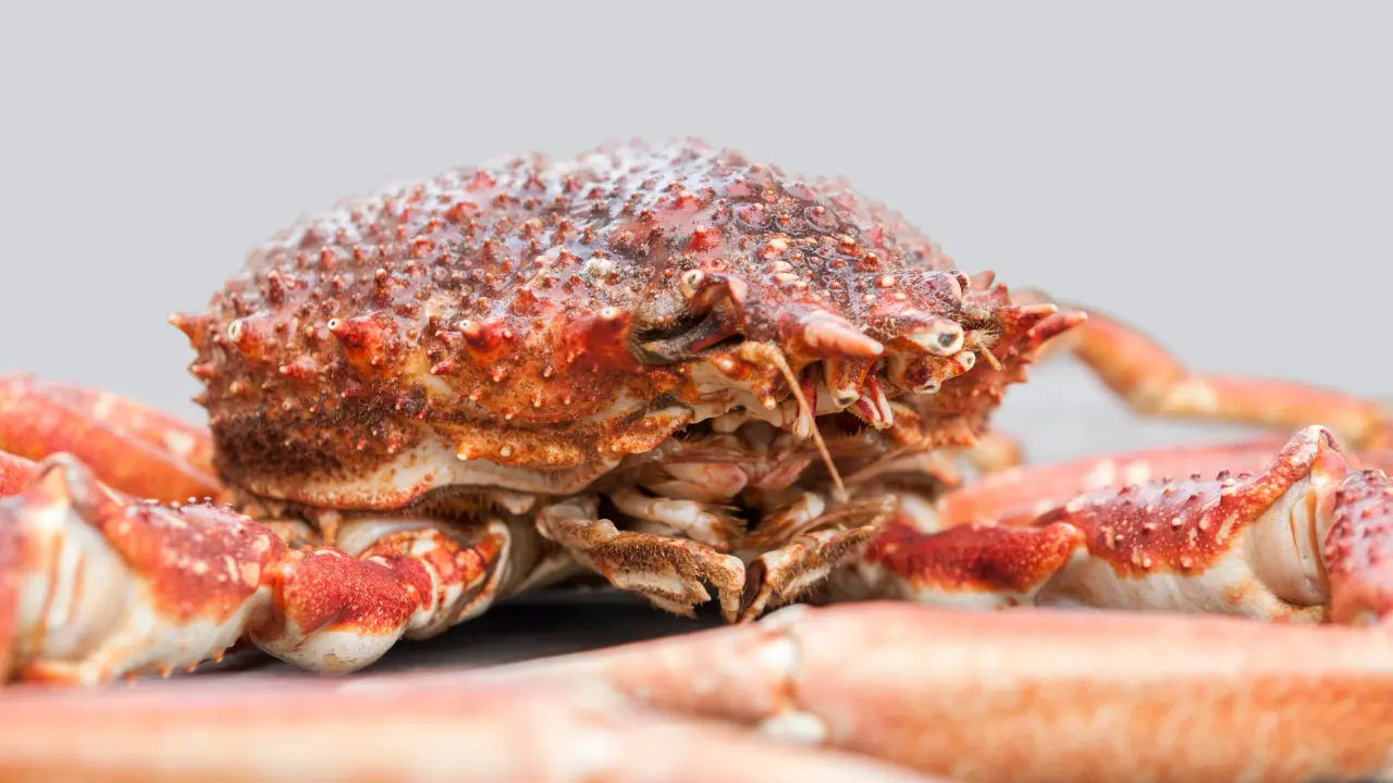 Photo d'une araignée de mer