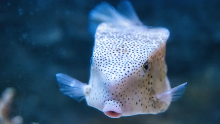 Photo d'un Blobfish dans son habitat naturel