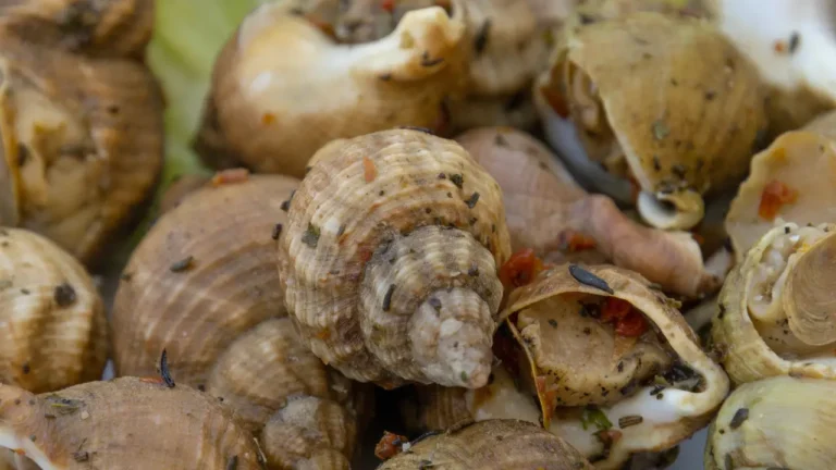 Recette de cuisine bulot