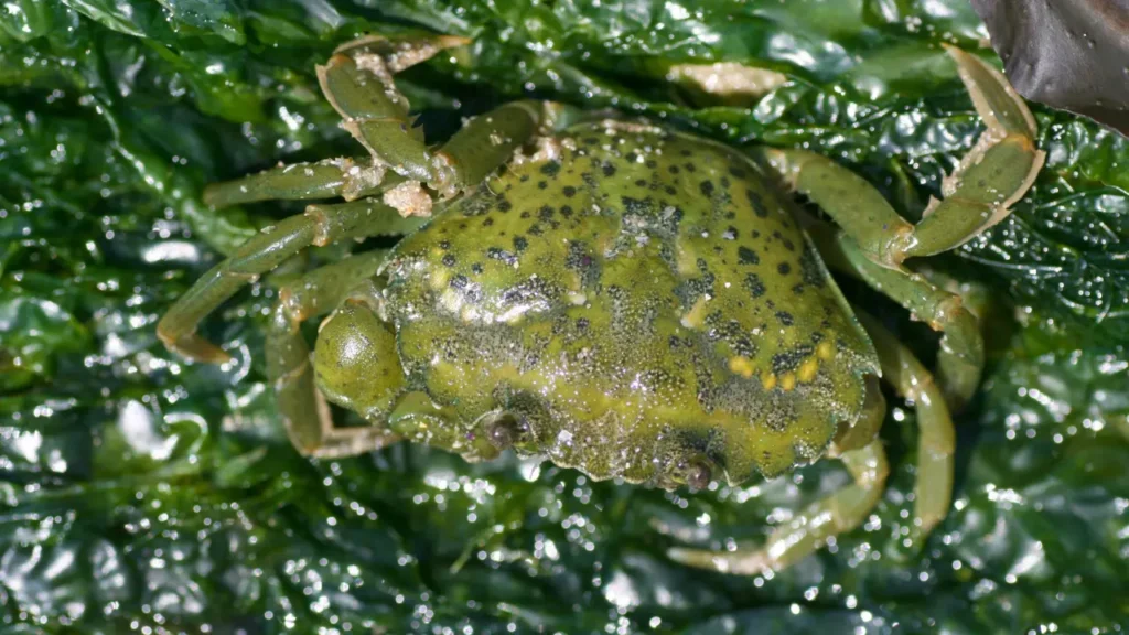 Photo d'un crabe vert Carcinus maenas
