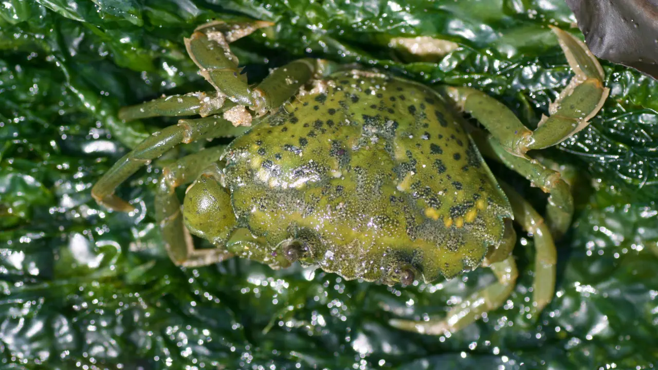 Photo d'un crabe vert Carcinus maenas