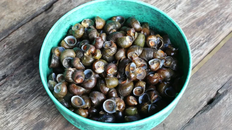Photo d'un bol de bigorneaux après cuisson