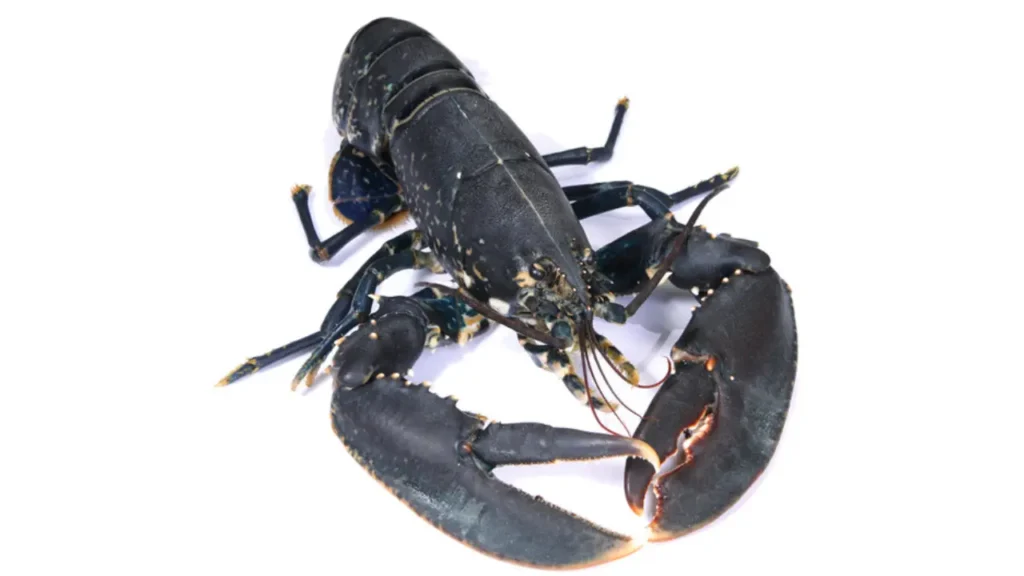 Photo d'un homard breton couleur noir
