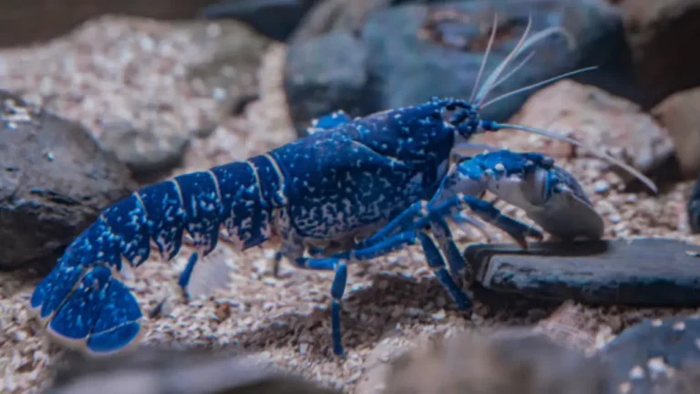 Photo d'un homard bleu rare