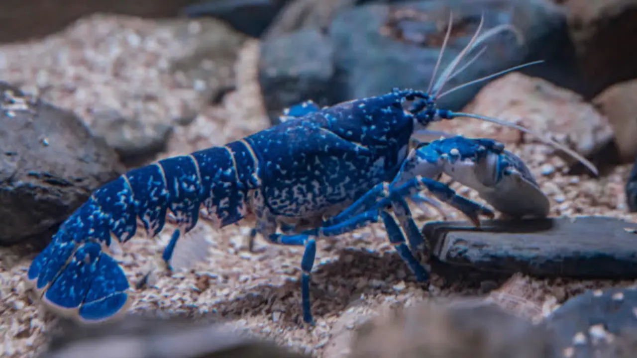 Photo d'un homard bleu rare
