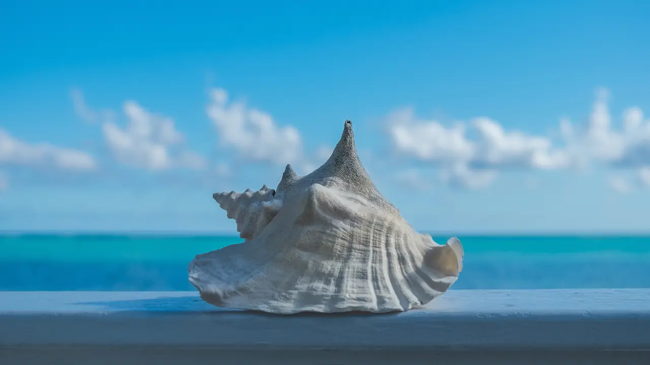 Photo d'un lambi sur la plage