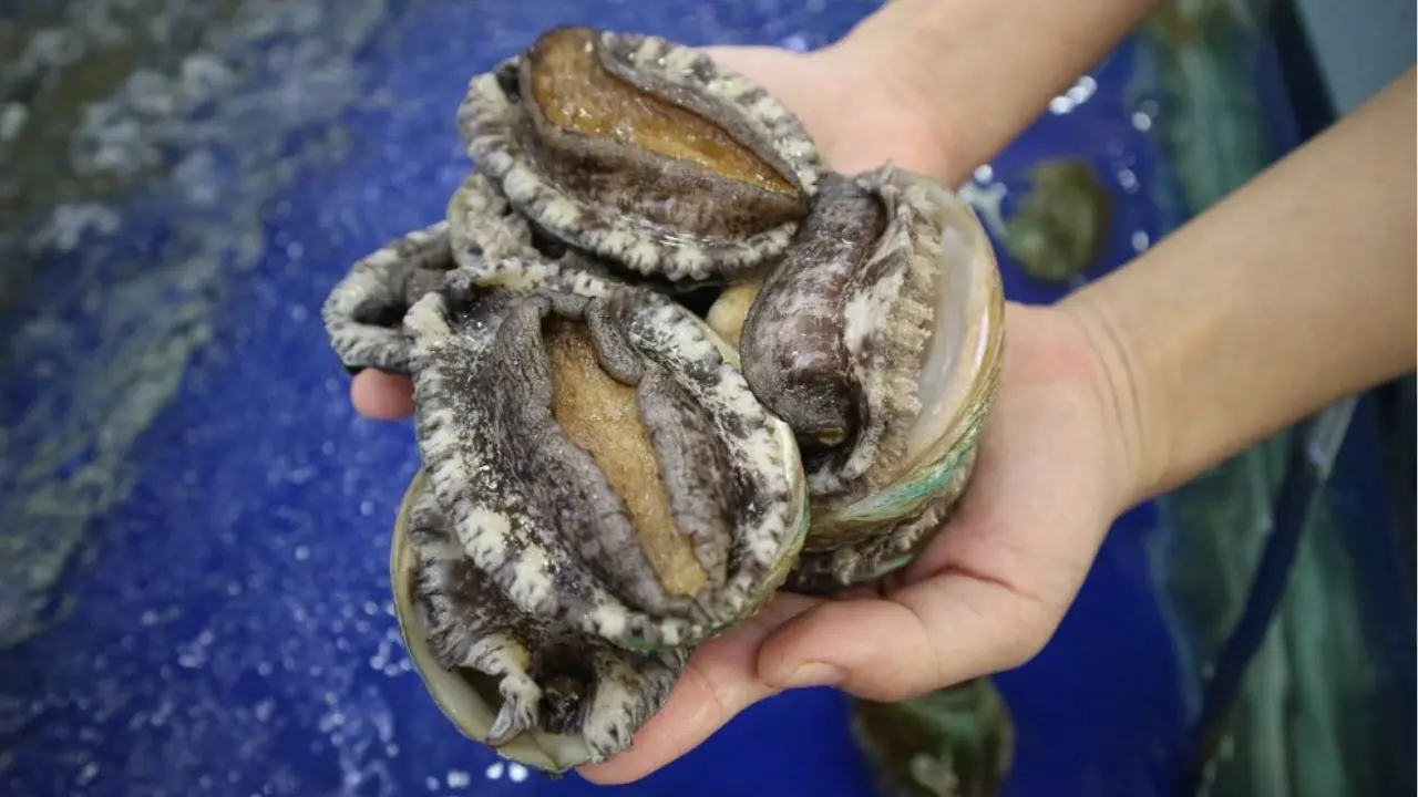 Image d'un homme ayant 3 ormeaux dans les mains
