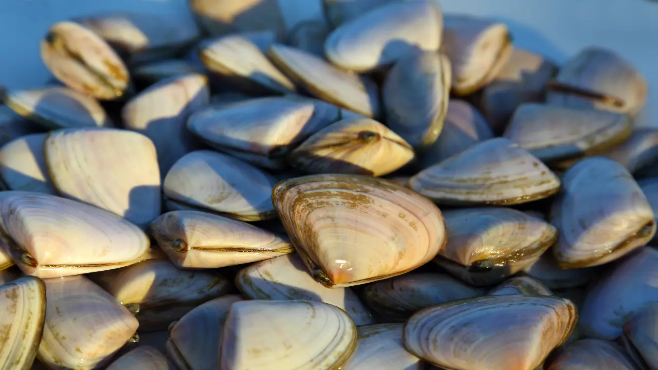 Photo de palourde, session pêche à pied