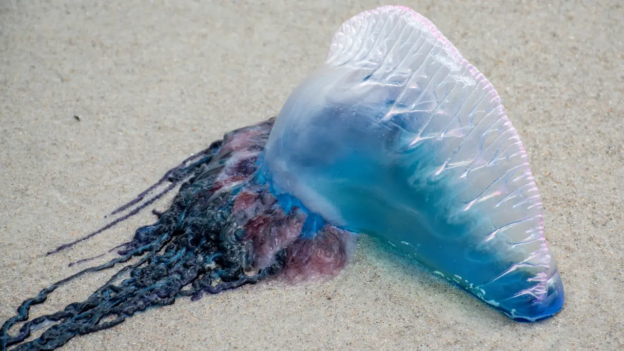 Photo d'une Physalie echouée sur la plage