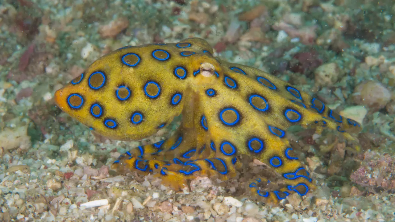 Photo d'une pieuvre à anneaux bleus dans son environnement naturel