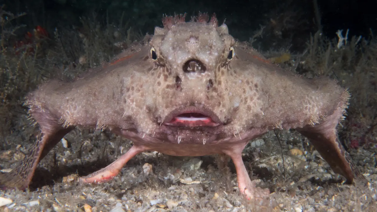 Photo du poisson chauve souris