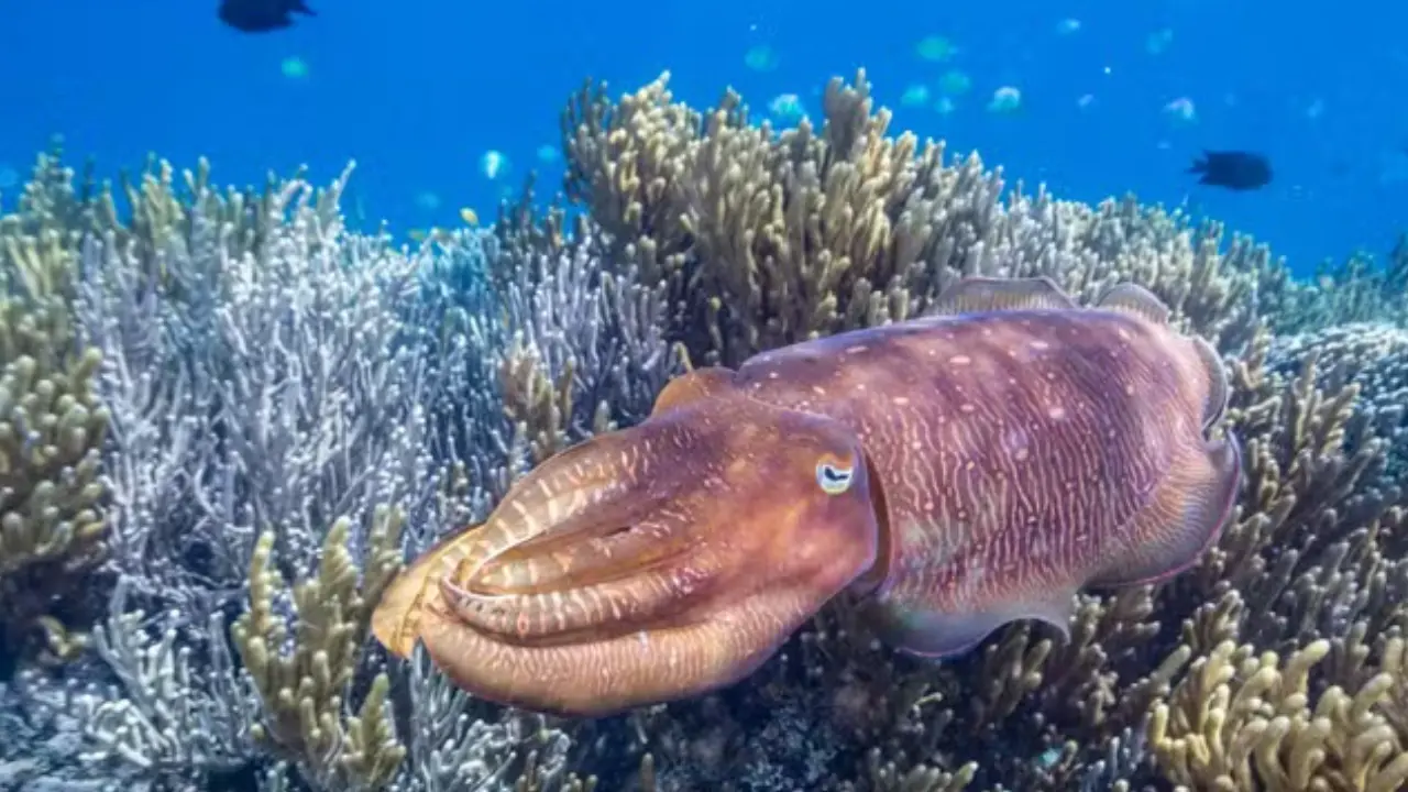 Photo d'une seiche en mer