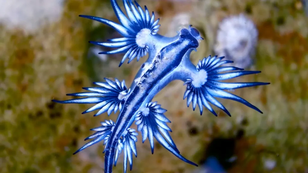 Photo d'un dragon bleu des mers vu du dessus