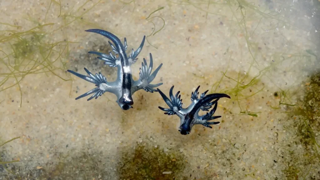 Photo vue du dessus de deux dragons bleus des mers