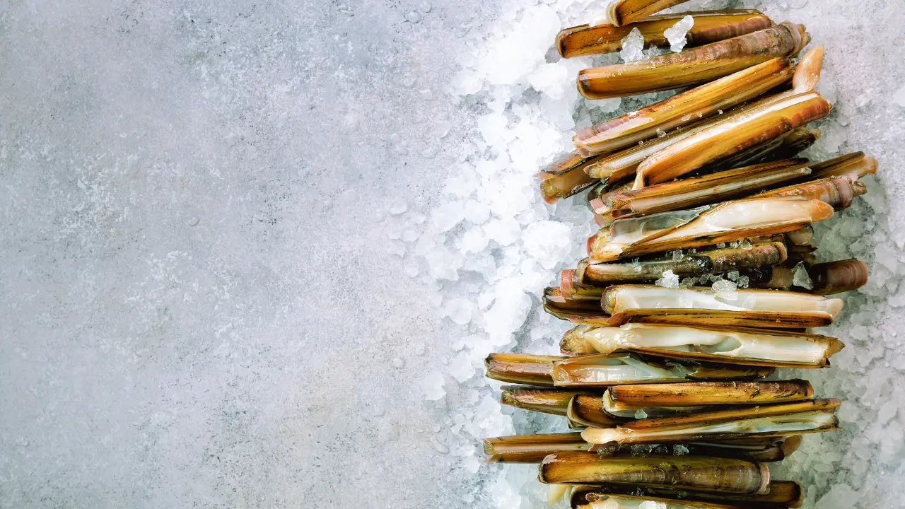 Couteaux de mer frais disposés en fagot sur lit de glace pilée, coquilles entrouvertes laissant apparaître la chair nacrée