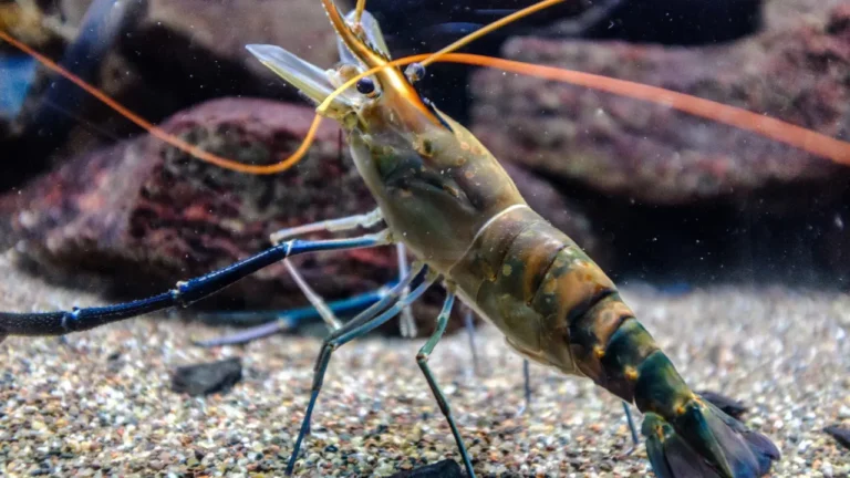 Crevette grise (Crangon crangon) sur fond sableux avec ses longues antennes orangées et sa carapace gris-brun tachetée