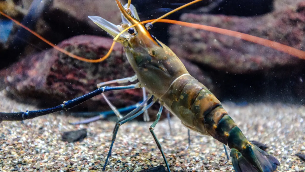Crevette grise (Crangon crangon) sur fond sableux avec ses longues antennes orangées et sa carapace gris-brun tachetée