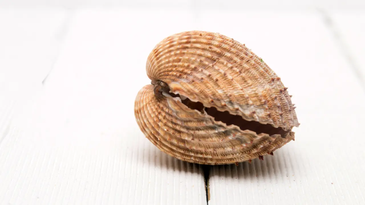 Praire (Venus verrucosa) légèrement entrouverte posée sur une planche en bois blanc, montrant ses stries concentriques profondes caractéristiques et sa coquille bombée beige-brun