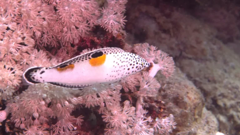Girelle évoluant parmi des coraux roses : poisson de roche coloré aux motifs tachetés, illustrant les caractéristiques et le comportement de la girelle en milieu marin.