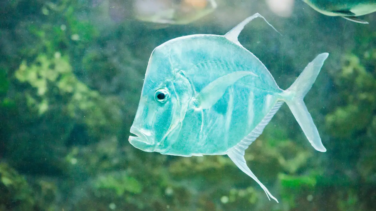 Poisson-lune nageant en pleine mer : grand poisson au corps aplati et translucide, illustrant le géant des océans et ses caractéristiques uniques.